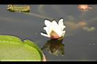 王蓮-花40.JPG