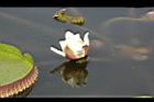 王蓮-花41.JPG