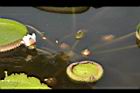 王蓮-花42.JPG