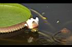 王蓮-花43.JPG