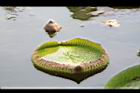 王蓮-花苞05.JPG