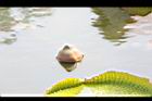 王蓮-花苞08.JPG
