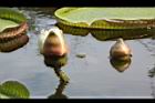 王蓮-花苞12.JPG