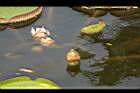 王蓮-花苞15.JPG
