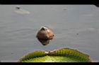 王蓮-花苞16.JPG