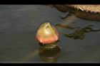 王蓮-花苞20.JPG