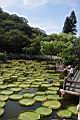 王蓮051.JPG