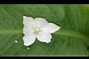 刺葉王蘭-花1.jpg