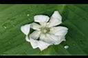刺葉王蘭-花3.jpg