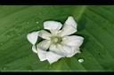 刺葉王蘭-花5.jpg