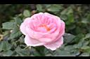 玫瑰花-淡粉00.JPG