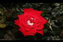 玫瑰花-深紅05.JPG