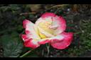 玫瑰花-粉黃08.JPG