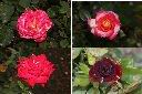 玫瑰花-花1.jpg