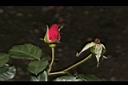 玫瑰花-花苞01.JPG