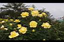玫瑰花-黃00.JPG