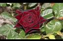 玫瑰花-黑紅02.JPG