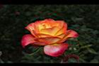 玫瑰花-橘紅01.JPG
