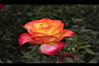 玫瑰花-橘紅02.JPG