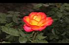 玫瑰花-橘紅03.JPG