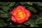 玫瑰花-橘紅05.JPG