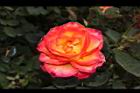 玫瑰花-橘紅09.JPG