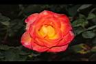 玫瑰花-橘紅10.JPG