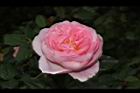 玫瑰花-淡粉01.JPG