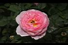 玫瑰花-淡粉02.JPG