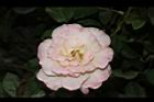 玫瑰花-淡粉03.JPG