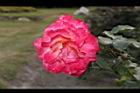 玫瑰花-淡紅05.JPG