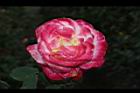 玫瑰花-淡紅12.JPG