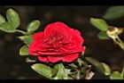 玫瑰花-深紅01.JPG