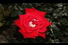 玫瑰花-深紅04.JPG