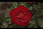 玫瑰花-深紅06.JPG