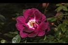 玫瑰花-深紫01.JPG
