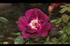 玫瑰花-深紫03.JPG