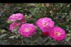 玫瑰花-粉紅01.JPG