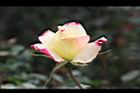 玫瑰花-粉黃00.JPG