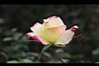 玫瑰花-粉黃01.JPG
