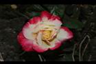 玫瑰花-粉黃04.JPG