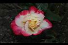 玫瑰花-粉黃06.JPG