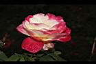 玫瑰花-粉黃11.JPG