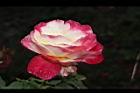 玫瑰花-粉黃12.JPG