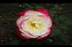 玫瑰花-粉黃13.JPG