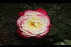 玫瑰花-粉黃14.JPG