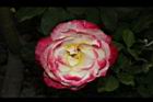 玫瑰花-粉黃21.JPG