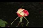 玫瑰花-花苞02.JPG