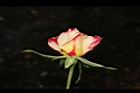 玫瑰花-花苞04.JPG
