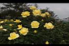 玫瑰花-黃01.JPG